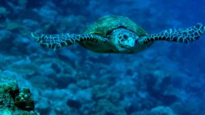 Surya Senter Cas Kepala Super Terang / Headlamp LED Waterproof - SYH L525R - BONUS Kacamata Renang