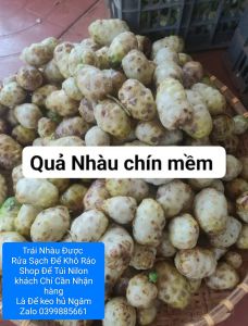 Trái Nhàu Già Chín Cây Được Rửa Sạch Để Khô Ráo Rồi Để Túi Nilon Khách nhận hàng chỉ việc để kéo hủ ngâm