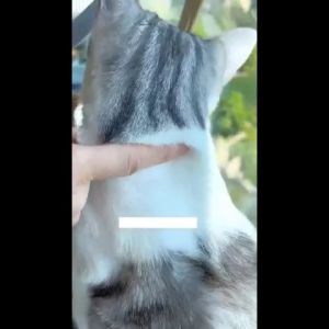 PETLOVER Cat Shampoo Anti Flea Syampu Kucing Bulu Gugur Paling Wangi 猫咪沐浴露洗澡用品 Syampo Kucing Anti Kuku Melebatkan Bulu Fungus Fall Hair