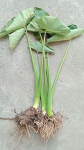 cây khoai môn xanh ngọt củ to về trồng