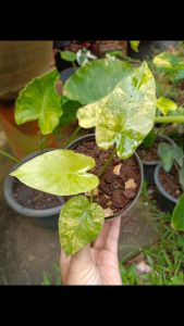 บอนหูช้างด่างเหลือง (Alocasia Gageana Aurea Variegated)