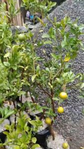 Bibit Jeruk Siam Madu Kondisi Berbuah Manis Super Okulasi