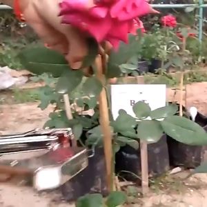 (ส่งฟรีทั่วไทย) เครื่องรัดต้นไม้ เครื่องรัดกิ่ง ต้นไม้ เทปรัดกิ่ง เหล็กกล้าไร้สน กรรไกรรัดกิ่งไม้ เทปรัดกิ่ง คีมรัดกิ่ง Tape Tool สำหรับพืชตะกูลไม้เลื้อย เครื่องผูกยอด รัดกิ่ง ผูกยอด กิ่งองุ่น เมล่อน เครื่องมัดกิ่งไม้