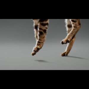 ProDiet 1.4KG Mackerel Dry Cat Food x 3 Packs