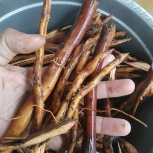 akar pinang akar jambe segar 500 gram