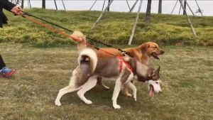 Japan Kyoto Dogs Collars Leash Traction Rope Small-sized Pets Puppy Dog Cat Lead Harness THS2350