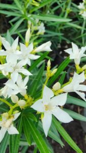 ยี่โถสีขาว กระถาง 11 นิ้ว ไม้กระถางต้นสวยและแข็งแรง (กทม)