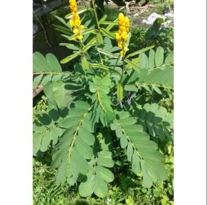 Ready stok Daun kimanila/ketepeng Cina segar per 500 gram siap petik dari pohon