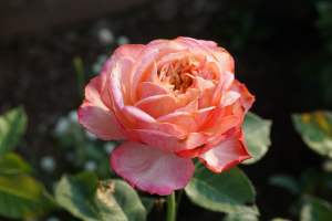 ต้นคอเดตจูบิลี่ดอกหอมเลี้ยงง่ายจัดโปร2ต้น150บาท