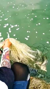 Jaring lengket jaring ikan garis-garis putih jaring gantung jaring ikan lengket tiga lapis ikan mas crucian ikan mas ikan mas dan jaring ikan mas perak jaring apung satu lapis jaring ikan gantung jaring celup