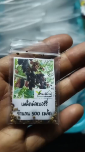 500 เมล็ด มัลเบอร์รี่ เมล็ดมัลเบอร์เบอรี่ หม่อน เมล็ดหม่อน