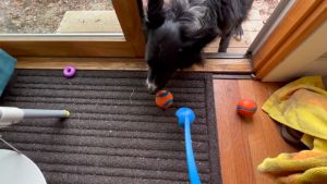 Petmate Chuckit Ultra Ball Dog Toy Size M-XXL 18M Ball Launcher