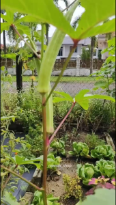 Biji Benih Bendi Susu Okra Seeds 12pcs Ladies Finger Seed Vegetable Vege