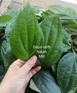 Daun sirih hutan segar per 1 kg