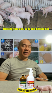 TRỊ TIÊU CHẢY ( SH-COLIGEN)