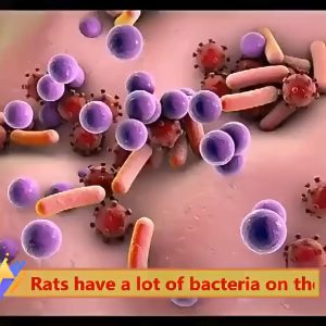 【BUY 1 TAKE 1】Mouse Repellent Strong Avoidance Rat Poison Home Indoor Anti-mouse Odour Pill Gel