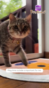 ผ้าเปียกแมว ผ้าเปียกแมว BIOOIN สูตรลดแบคทีเรีย ดับกลิ่น ผ้าเปียกสำหรับสัตว์เลี้ยงฯ สะอาด หอม สดชื่น 80 แผ่น ขนาด 15x20 cm