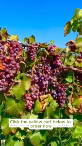 BIG RED CATAWBA ROOTED SEEDLINGS MALAKI AT SURE NA BUHAY NA MATAMIS AT MALAKI ANG BUNGA