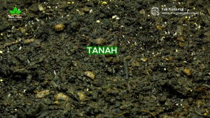 Recovery Soil MSG 3 - Pemulihan Tanah dan Kaya Mikroba 300 gr dan 500 gr Asam Humat Organik