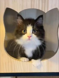 L&Q วิลล่าแมว กรงแมวพับได้ ประตูกระจก ดีไซน์หรูหรา สำหรับสุนัขและแมว ขนาดใหญ่