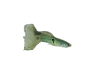 Yellow Snake Skin Guppy