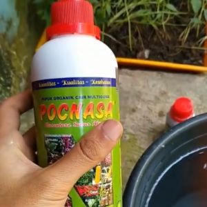 Pupuk Kacang Hijau Pelebat Bunga Kacang Hijau Obat Penyubur Kacang Hijau Penyubur Daun Kacang Hijau