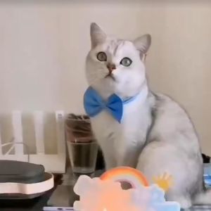 Kalung Pita Pesta & Aksesoris Dasi Kupu-Kupu untuk Kucing dan Anjing