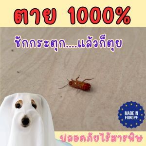 ฆ่าแมลงสาบ#ตายทันที#น๊อคแมลงสาบ#ROACH KILLER