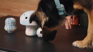 Ruffwear Toadstool Treat-dispensing and Fetch Dog Toy