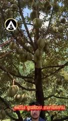 ZENMAX โปร 1 ลิตร บำรุงพืชตั้งแต่รากจรดผลด้วยอะมิโน 18 ชนิด