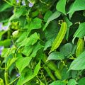 50 seeds binhi pantanim winged beans sigarilyas gulay. 