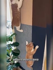 Cat Scratching Mat Anti-cat Scratch Sofa Protect Cat Scratch Board Cat Climbing Mat Wall Sticker