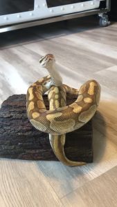 Vitamin Reptil - REPTILE BOOSTER botol Spray 60ml (menambah kekebalan tubuh)