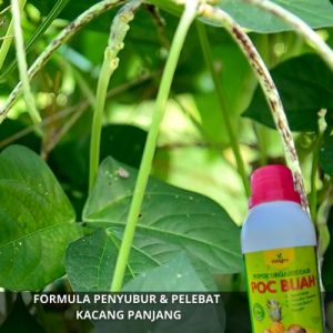 Obat Penyubur & Pupuk Booster Kacang Panjang