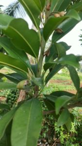 Daun Sawo Segar / Daun Sawo Segar Herbal Alami