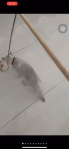 Cat Toy Interactive Feather Teaser Wand Stick Bell