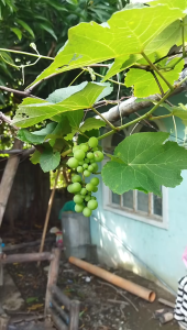 CATAWBA PLANTS BIG RED GRAPES MAY DAHON AT UGAT NA SURE MABUBUHAY PLANT