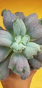 ต้นไม้อวบน้ำ อิชิวาเรีย ลินกัวส์ Echeveria Linguas #Echeveria #succulent