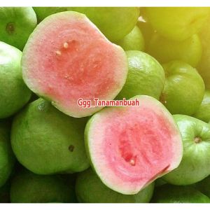 Bibit Jambu Kristal Merah Tanpa Biji Super Okulasi