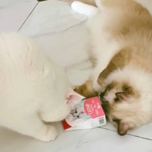 Bioline Catnip Leaf Plant: Persediaan Hewan Peliharaan Kucing & Mainan