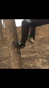 เครื่องมือปีนต้นไม้ สำหรับการสังเกต เก็บผลไม้