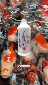 MICRO-MIX 1000 ML BAKTERI STARTER Untuk Koi Penjernih Air dan Pengurai Amonia Pada kolam koi