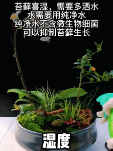 Fresh moss 鲜活苔藓 遇水恢复生机 Micro landscape plants rockeries ecological tanks covered in moss 微景观, 假山,生态缸造景植物