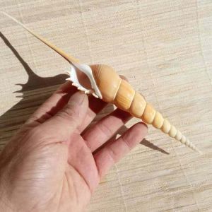 Natural Sea Snail Shell Martin Long Nose Decorative Home Window Mediterranean Style Creative Gift Collectible Specimen Shell