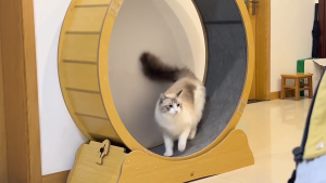 Kucing Treadmill Roda Lari Senyap Latihan Kebugaran Hewan Peliharaan Kucing Mainan Rol Kucing cat