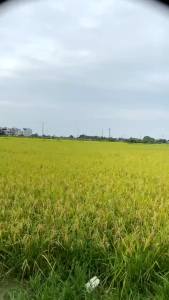 ( LOẠI XỊN NHÌN SIÊU XA ) Ống Nhòm 2 Mắt Galilleo Thấu Kính 20x50 Nhìn Xa Siêu Nét – Bảo Hành 12 Tháng