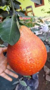 Jeruk red pamelo jumbo super
