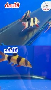 SUPER ICH ซุปเปอร์อิ๊ค ผลิตภัณฑ์ควบคุมปรสิต ป้องกันจุดขาว เชื้อรา ครีบห่อ หางห่อ