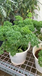 Cây Ngò Tây JUN GARDEN Parsley Nấu Ăn Gia Vị Âu Trang Trí Món Ăn