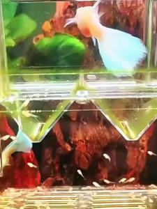 Airy Acrylic High Clear Aquarium Fish Tank Breeder Box Hatching Incubator Suction Cup Double Layer Isolation Safe Fry Protection